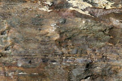 Пробковый пол Corkstyle Fossil клеевой